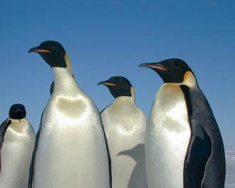 Halten Ausschau nach einem Spam-Suchergebnis zum Futtern: Kaiserpinguine in der Antarktis (Josh Landis / U.S. Antarctic Program Photo Library)