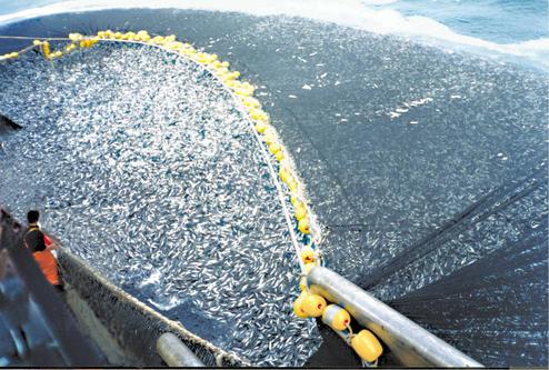 Fische ja, Meeressuger nein bei Rakuten (Bild: NOAA)