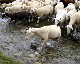 Im Affiliate-Markt existieren viele schwarze Schafe (SXC.hu/Ana y Paco Sancho)
